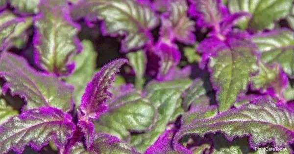 Purple Passion Plant Care: How To Grow Gynura Aurantiaca ...