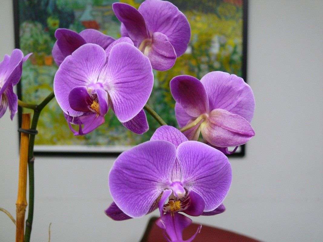 purple Phalaenopsis Orchids