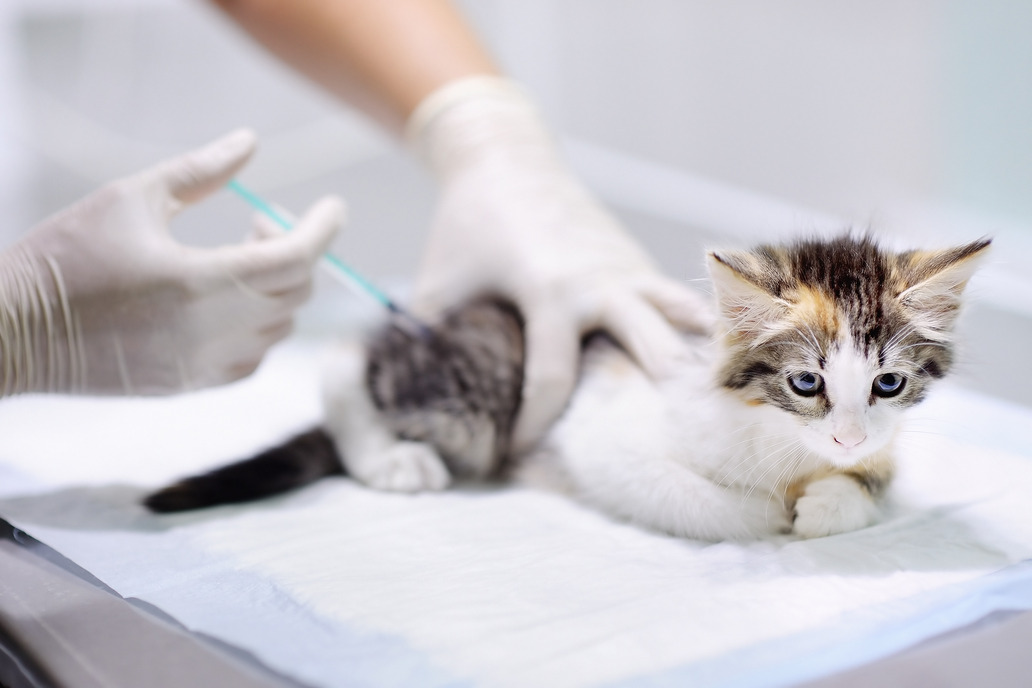 Rabies Vaccinations for Indoor Cats