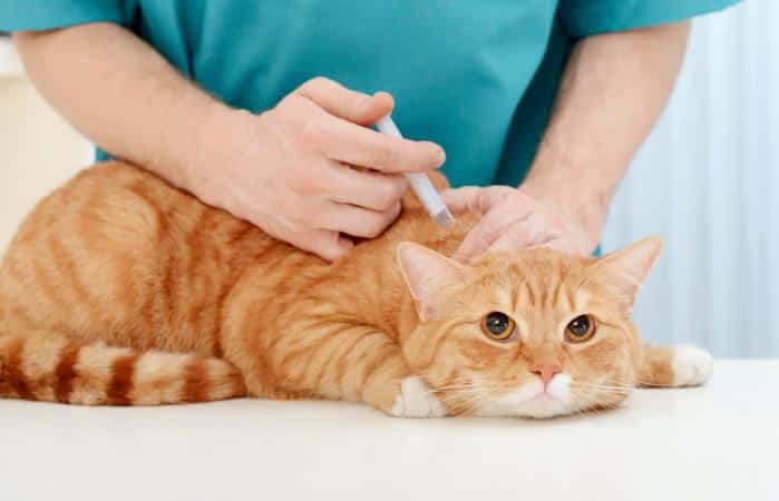 Rabies Vaccine Side Effects in Cats