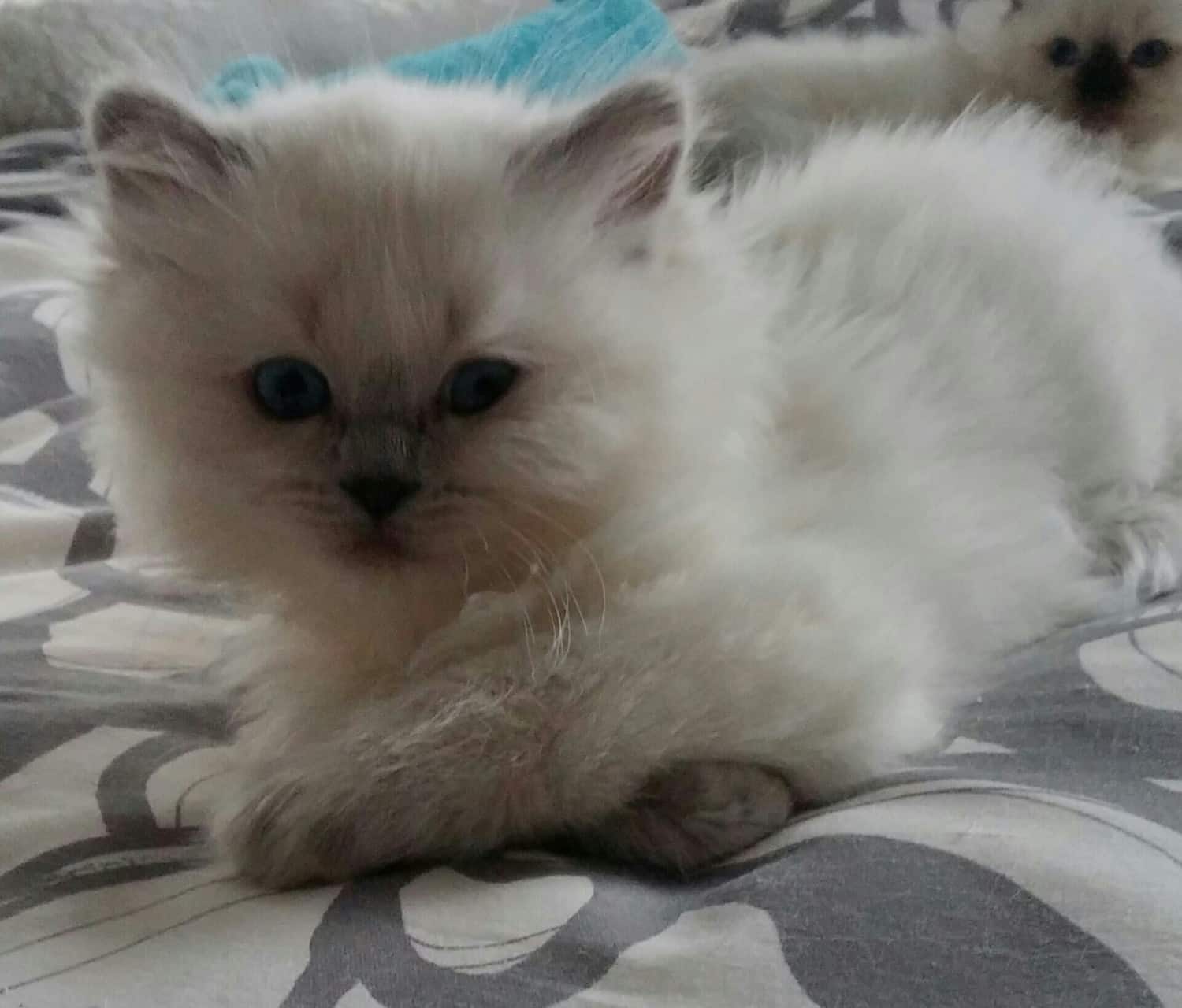 Ragdoll Kittens For Sale In West Michigan : Ragdoll Cats For Sale ...