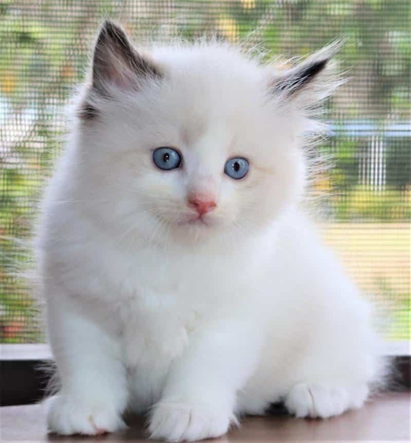 Ragdoll Kittens For Sale Near Me Cheap