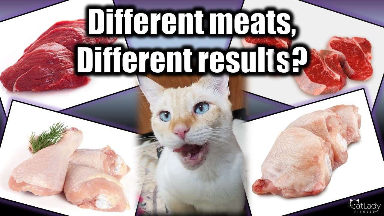 Raw Cat Food: Does the MEAT you use make a difference? (My ...