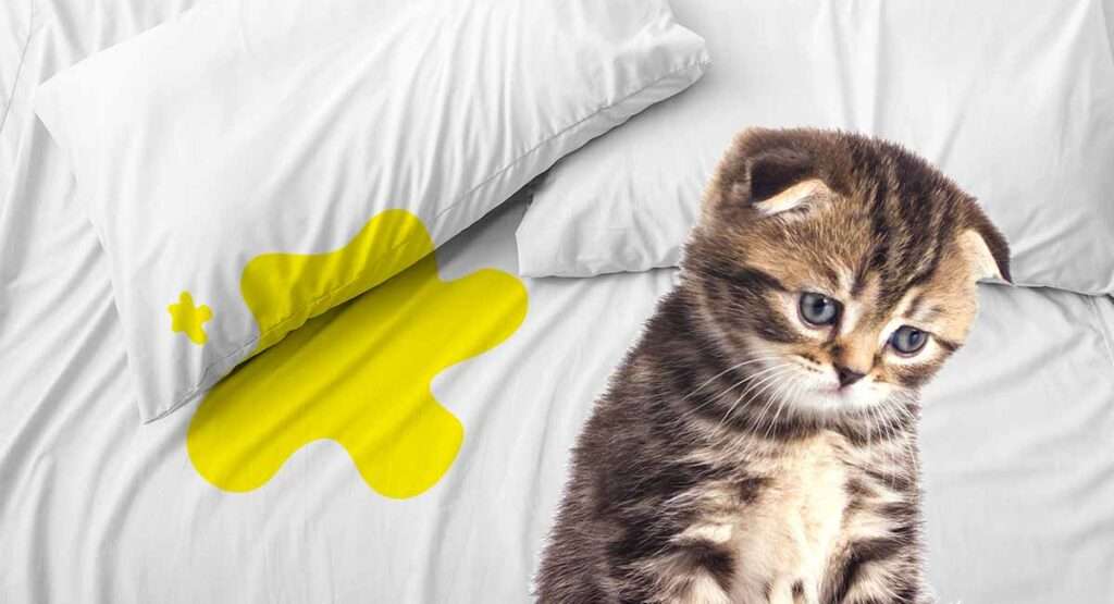 Reasons why cats pee on the bed. Whats Wrong? How to ...