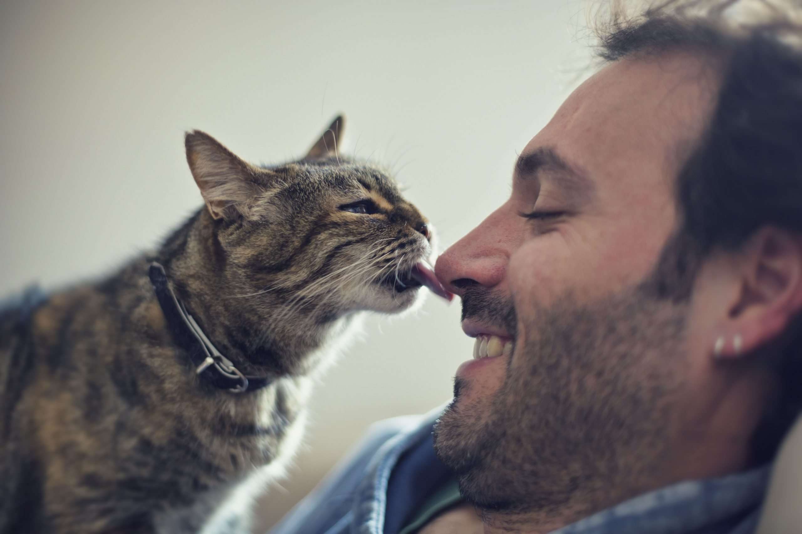 Reasons Why Your Cat Licks You