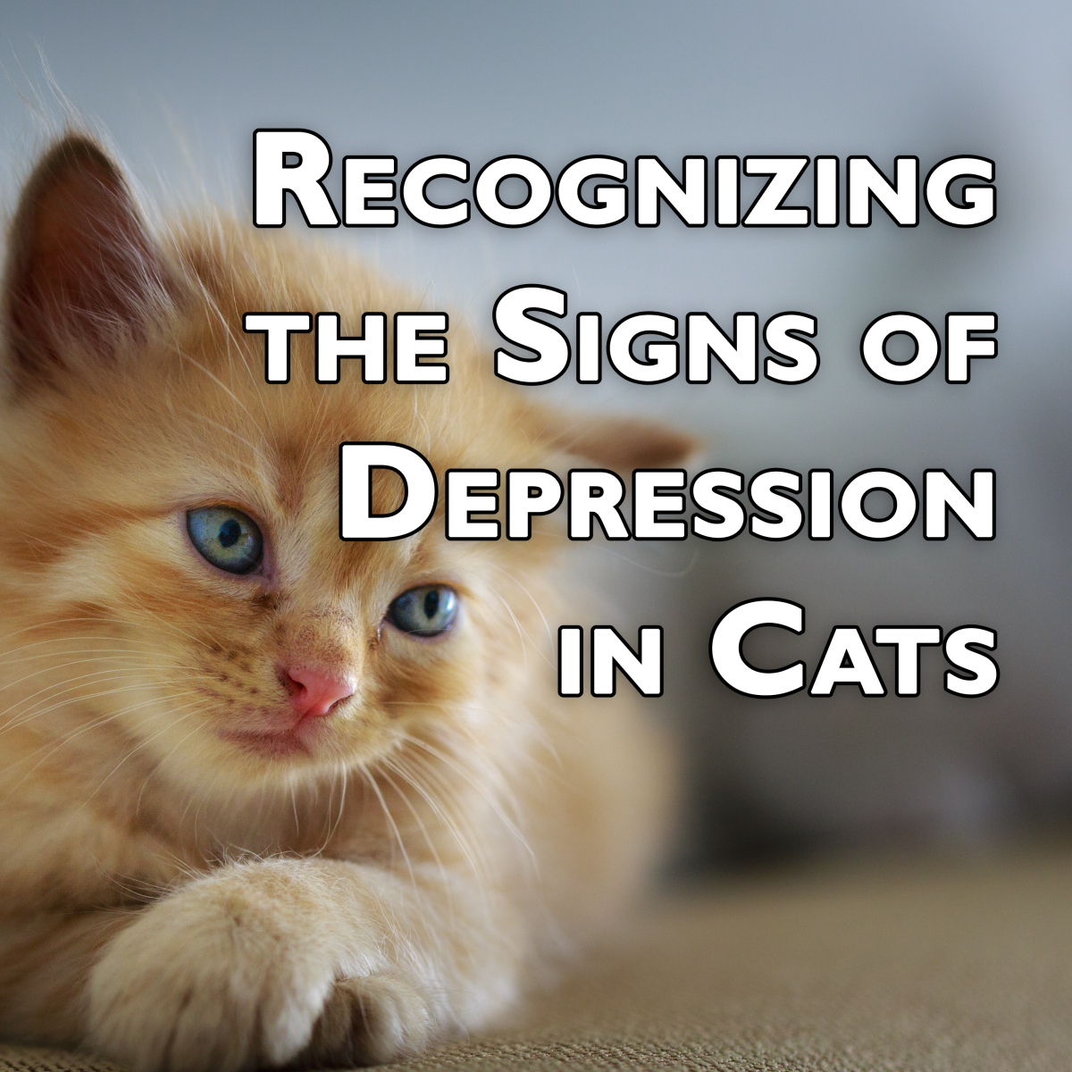 Recognizing the Signs of Depression in Cats: How to Know ...