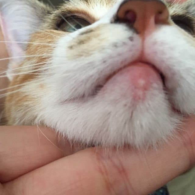 Red Bump On Cats Lip