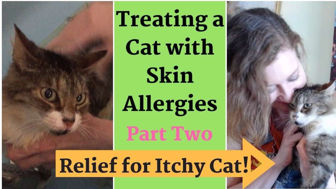 Relief for Itchy Cat! Treating Skin Allergies