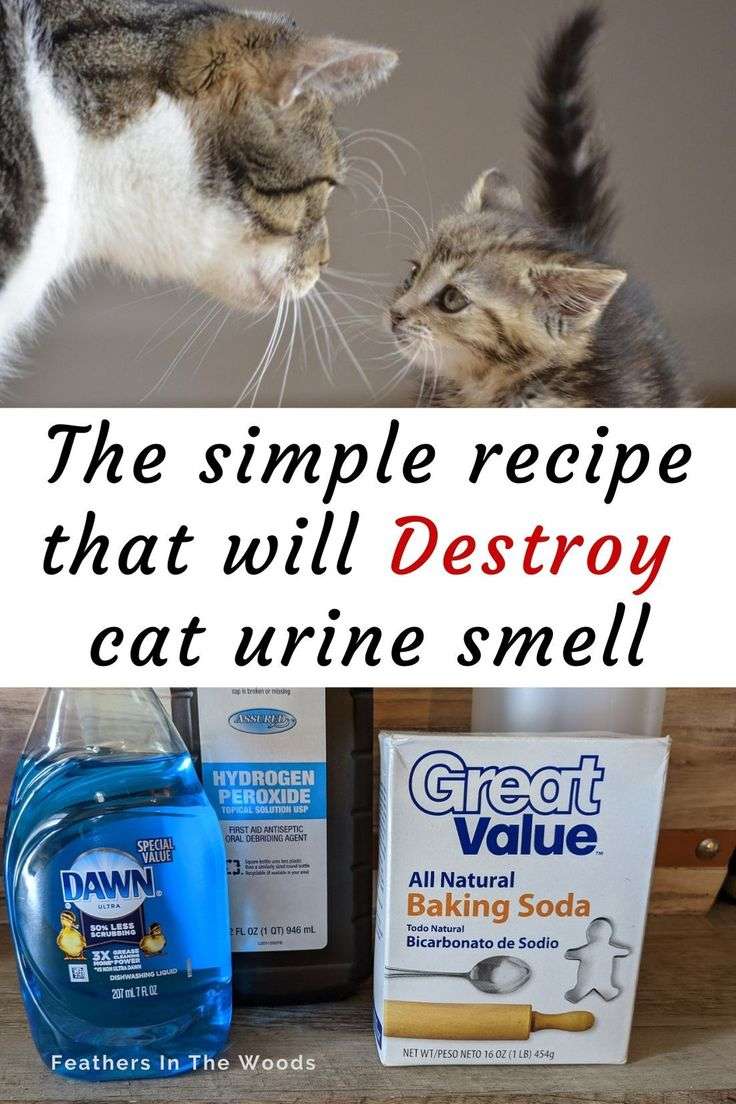 Remove cat pee smell permanently