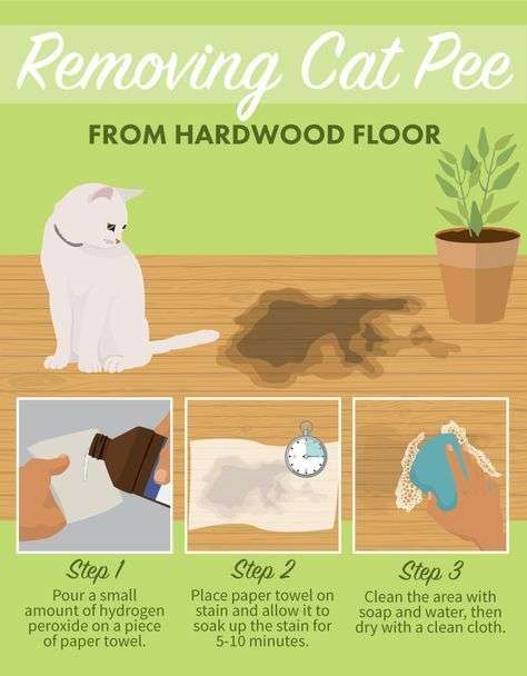 Removing Cat Pee From Hardwood Floor