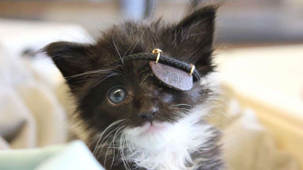 Rescue kitten gets mini eye patch after infection: