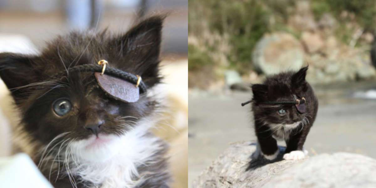 Rescue Kitten Missing An Eye Wears A Little Eyepatch