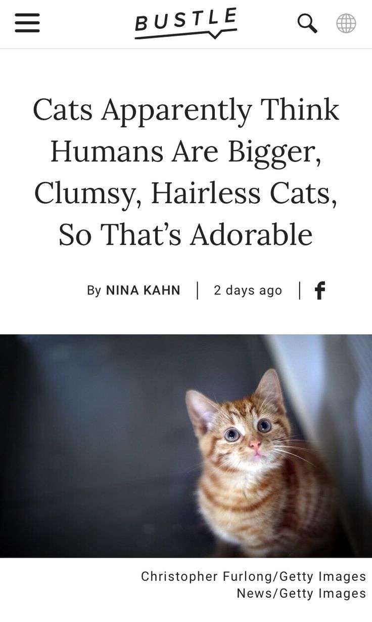 Response To @Bustle Article: Cats See Humans As Bigger ...