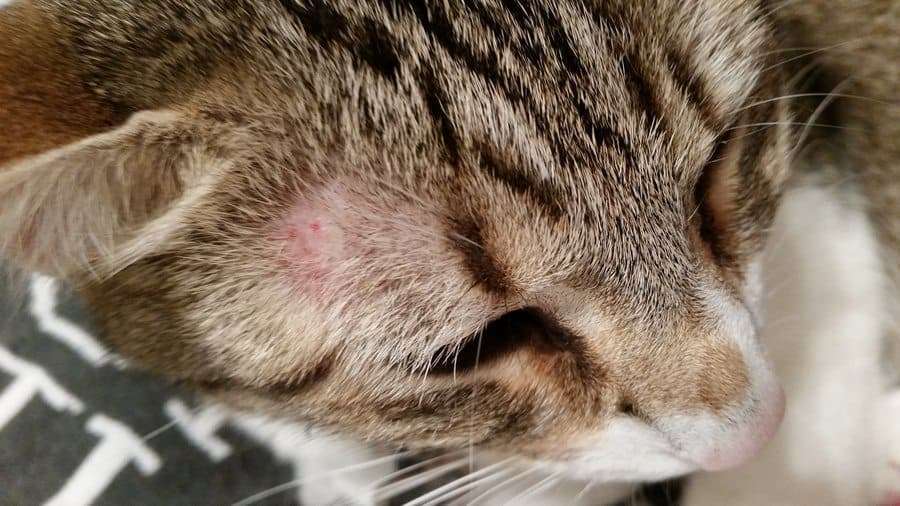 Ringworm in Cats  Learn the Signs and How to Treat It ...