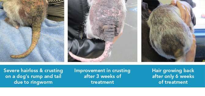 Ringworm in dogs and cats  The Skin Vet