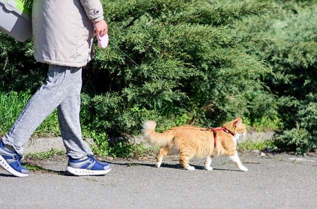 RSPCA Says Taking Cats for Walks Could Lead to Distress