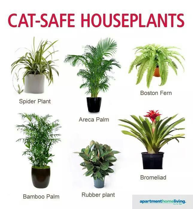 Safe for your cats