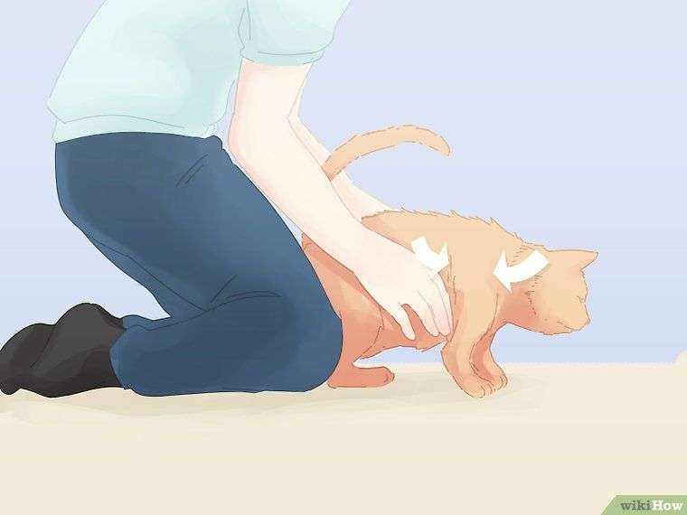 Save a Choking Cat