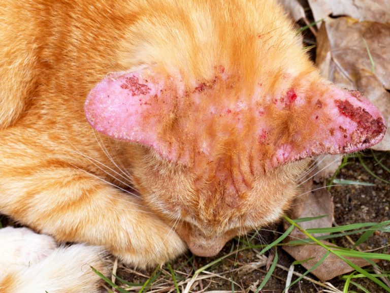 Scabs on a Cat
