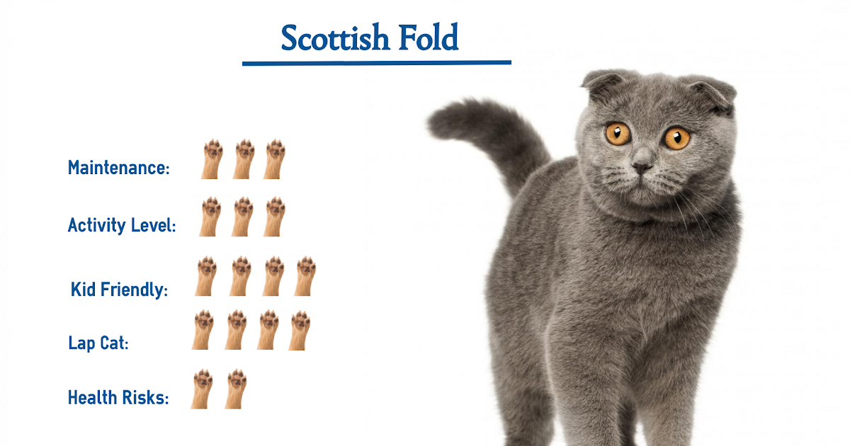Scottish Fold Cat Lifespan
