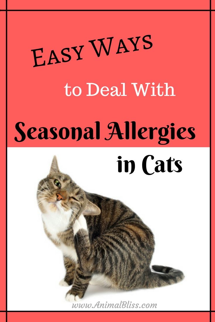 Seasonal Allergies in Cats