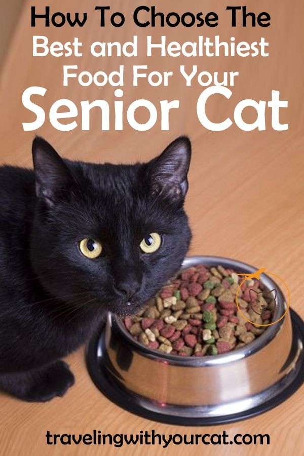 Senior cats have different needs than their younger ...