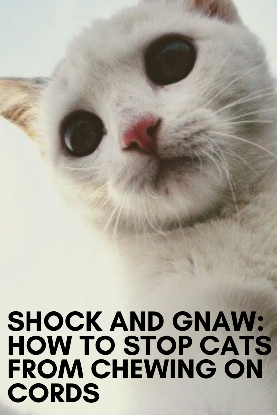 Shock and Gnaw: How to Stop Cats From Chewing on Cords in ...