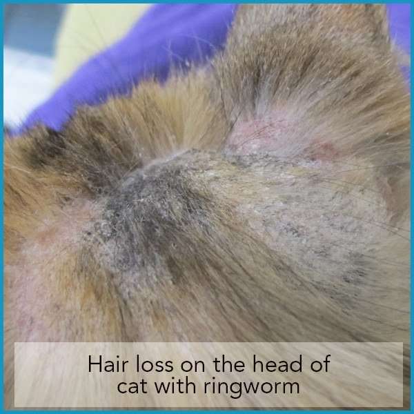 shortdarkhair: Hair Loss In Cats On Back