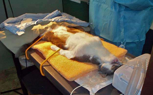 Should a female cat experience parturition before being spayed? â PoC