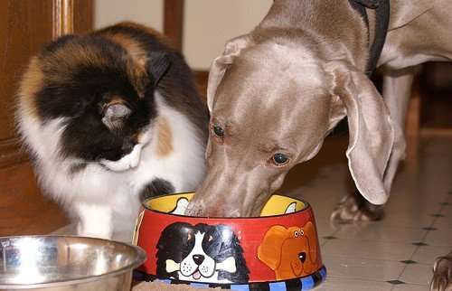 Should Cats Eat Dog Food?