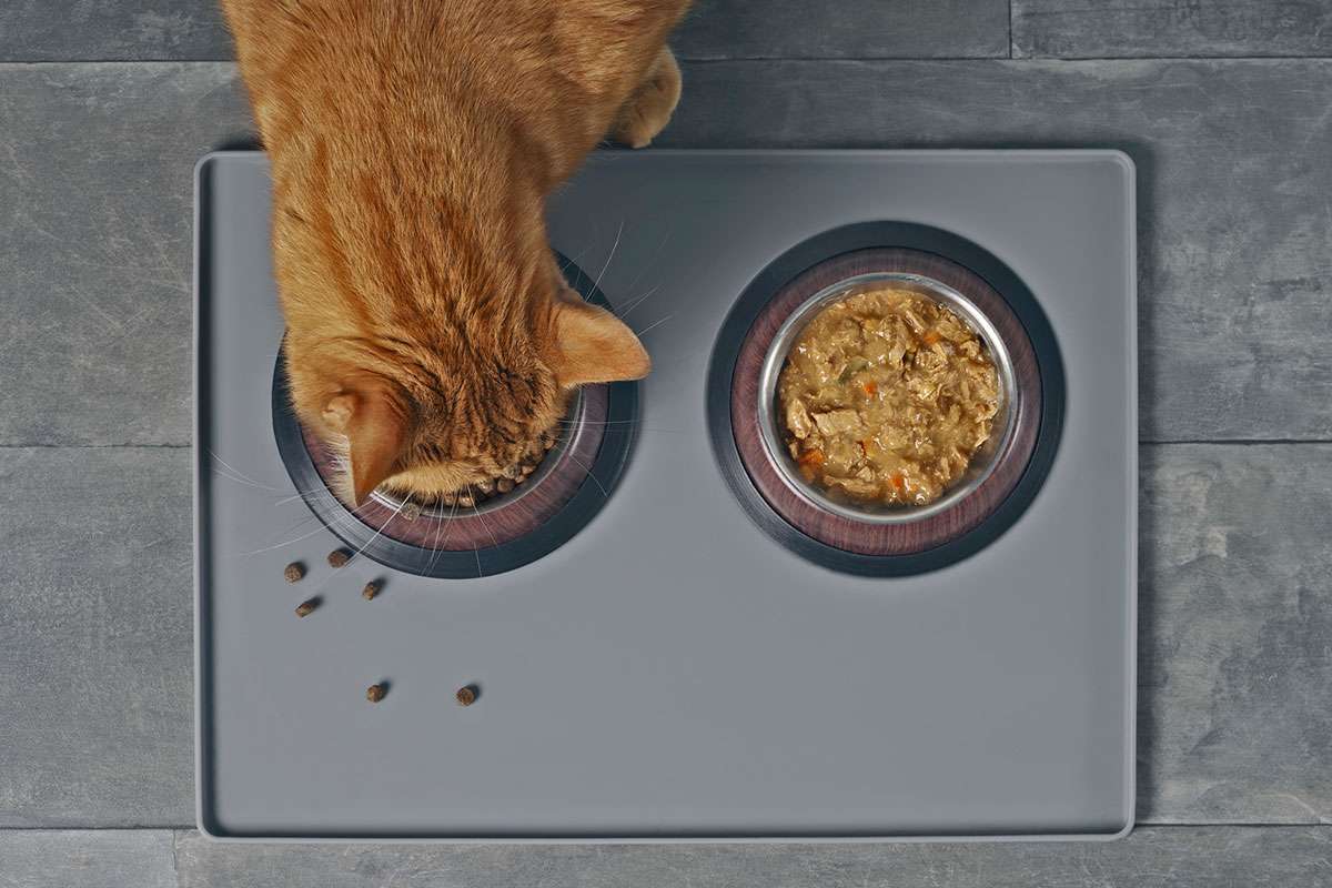 Should I feed my cat wet or dry food?