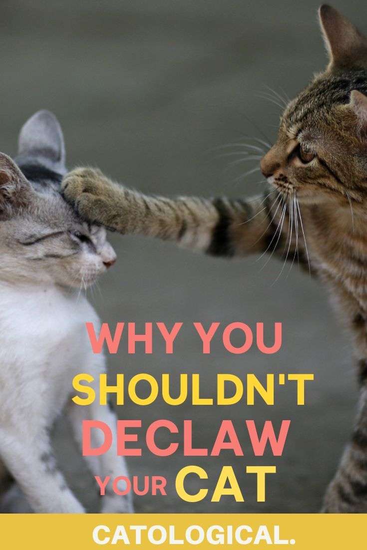 Should You Declaw Your Cat Or Is It Bad? Reasons Why Not ...