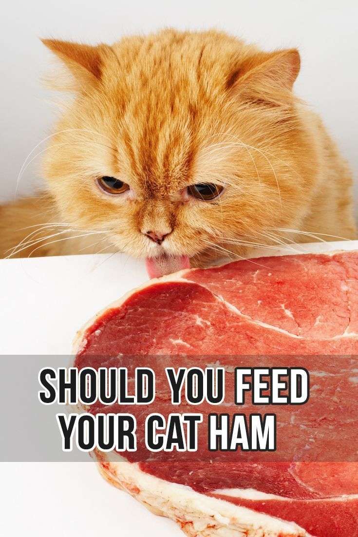 Should you feed your cat ham?