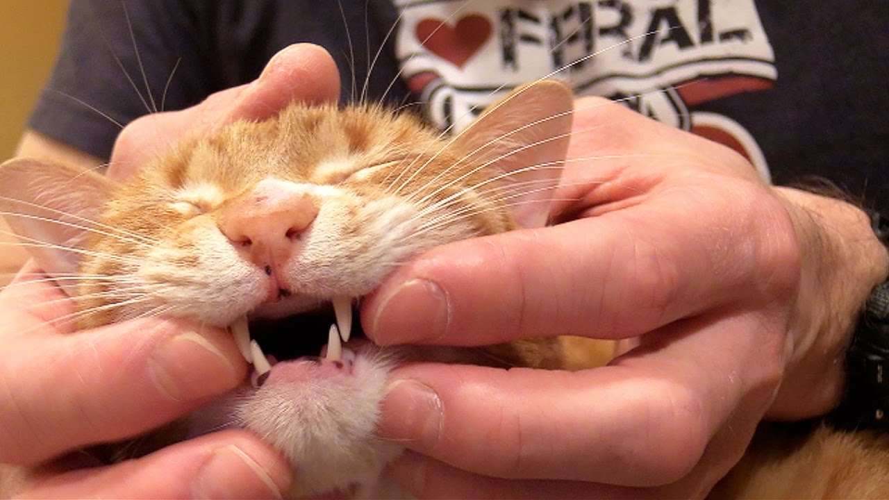 Should You Get Your Cats Teeth Cleaned