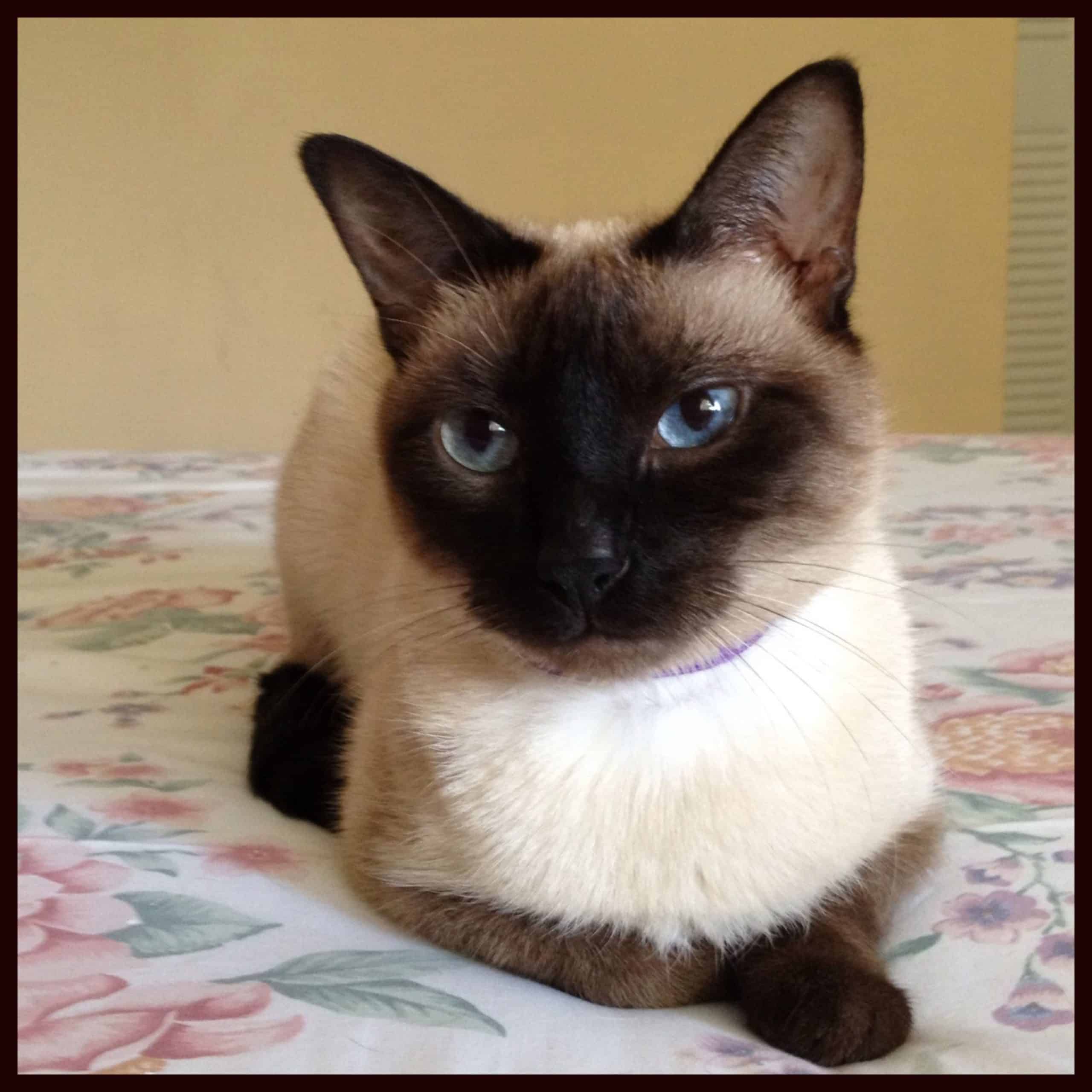 Siamese Cats For Sale Mn