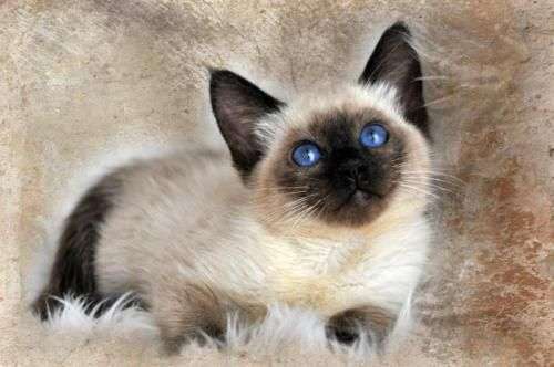 siamese Cats &  kittens For Sale in San Francisco Bay Area