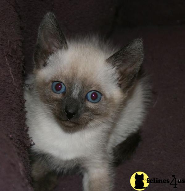 Siamese Kitten for Sale: Applehead Siamese Kittens in Colorado 8 Yrs ...