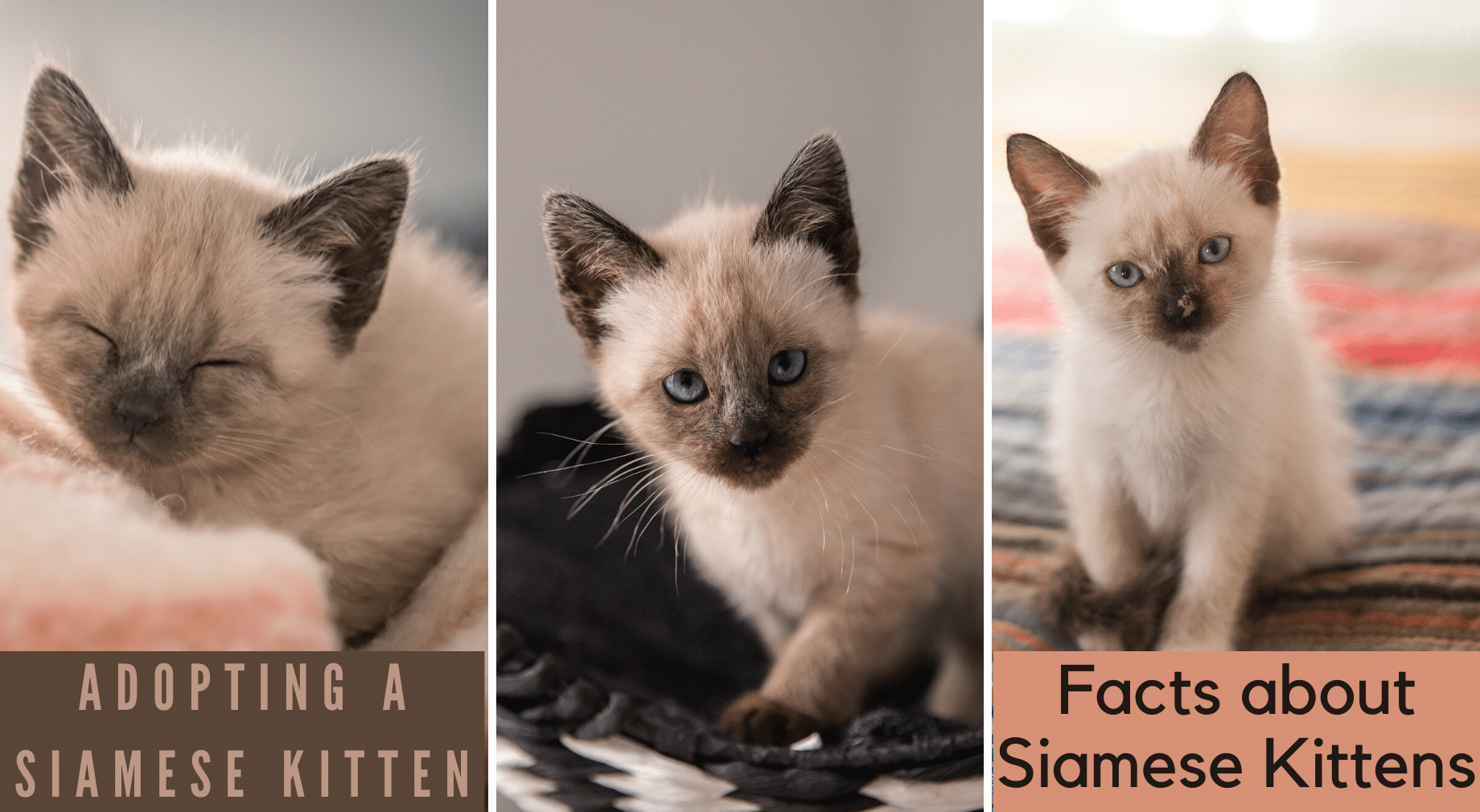 Siamese Kittens For Sale In Cincinnati Ohio