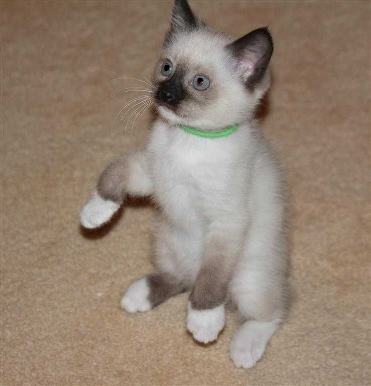 siamese kittens for sale in florida