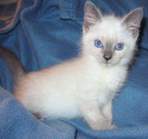 Siamese kittens for Sale in Madison, Wisconsin Classified ...