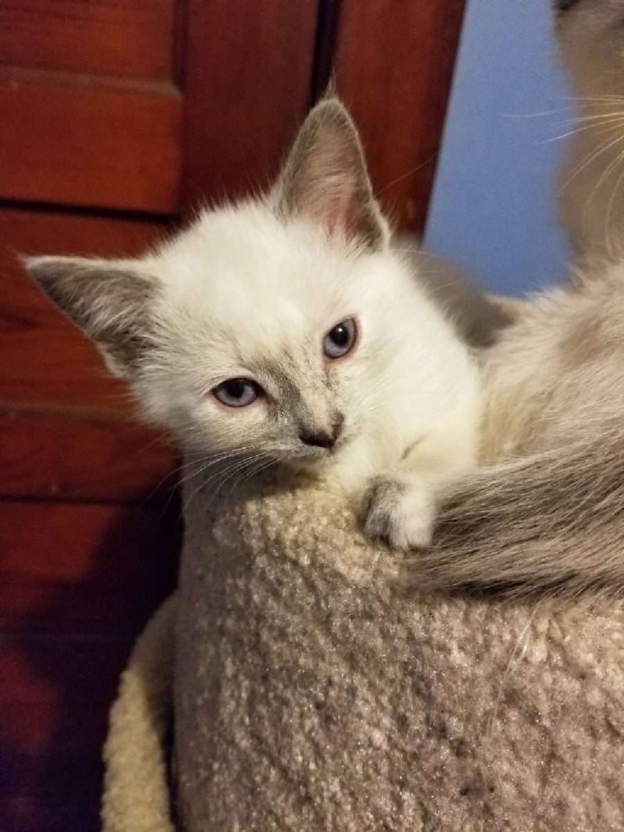 Siamese Kittens For Sale Wisconsin