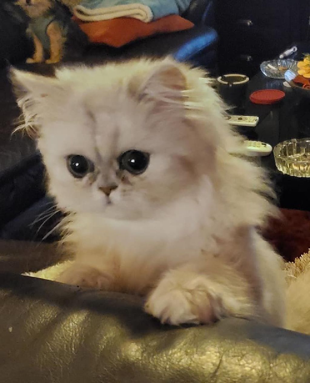 Silver persian kitten