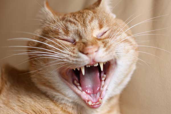 Sink Your Teeth Into These 10 Cat Teeth Must