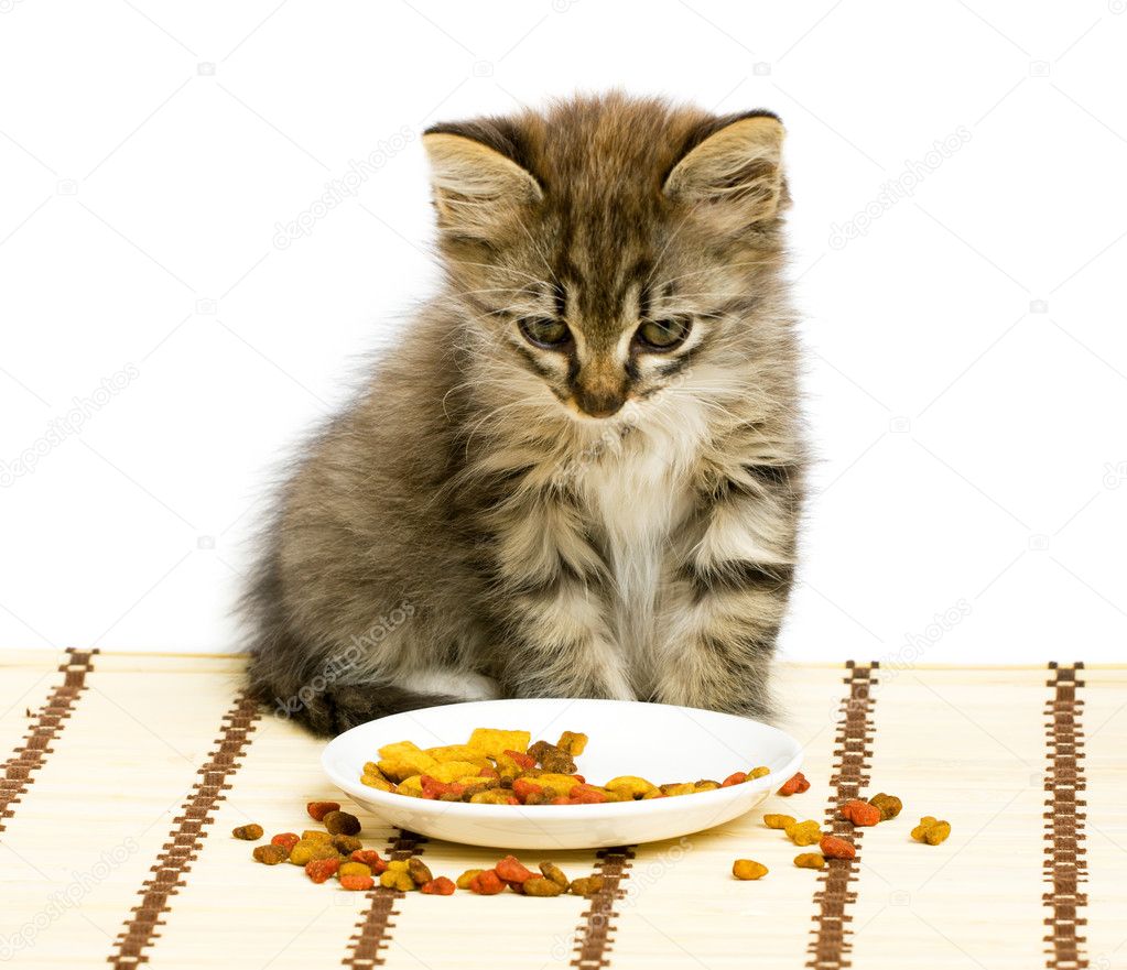 Small kitten eating dry cat food.  Stock Photo © Bedolaga #1029012