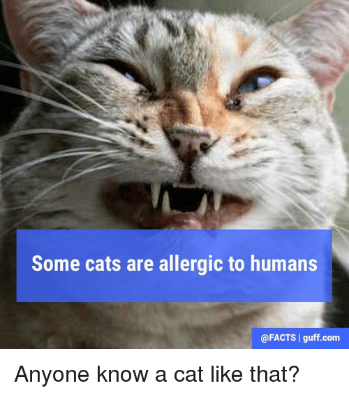Some Cats Are Allergic to Humans I Guff Com Anyone Know a ...