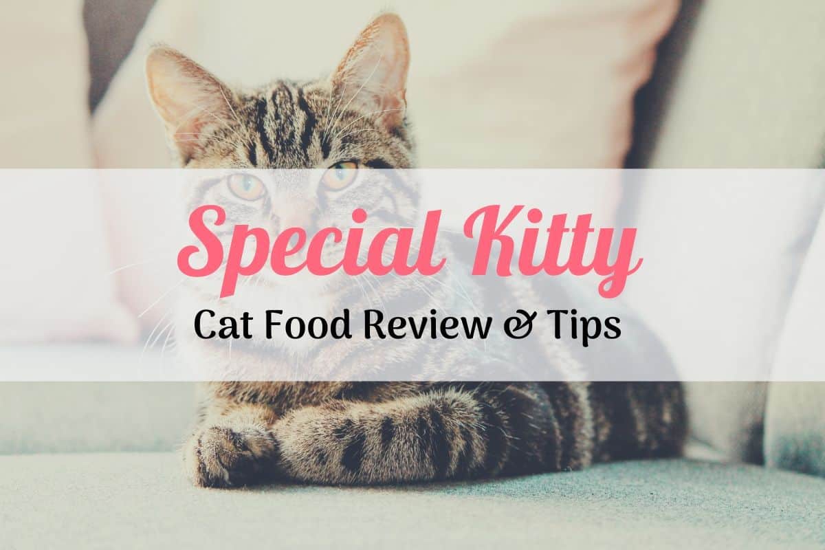 Special Kitty Cat Food Reviews : Good or Bad?