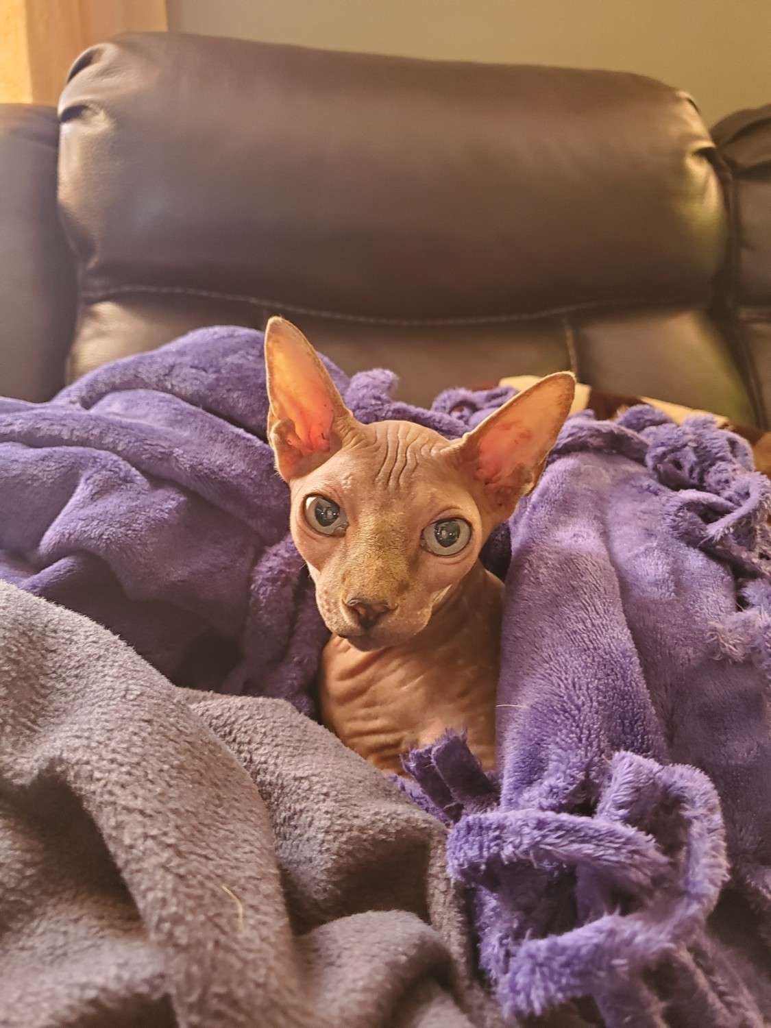 Sphynx Cats For Sale
