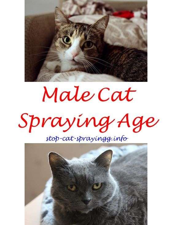 Stop cat from spraying naturally.Recently neutered male ...