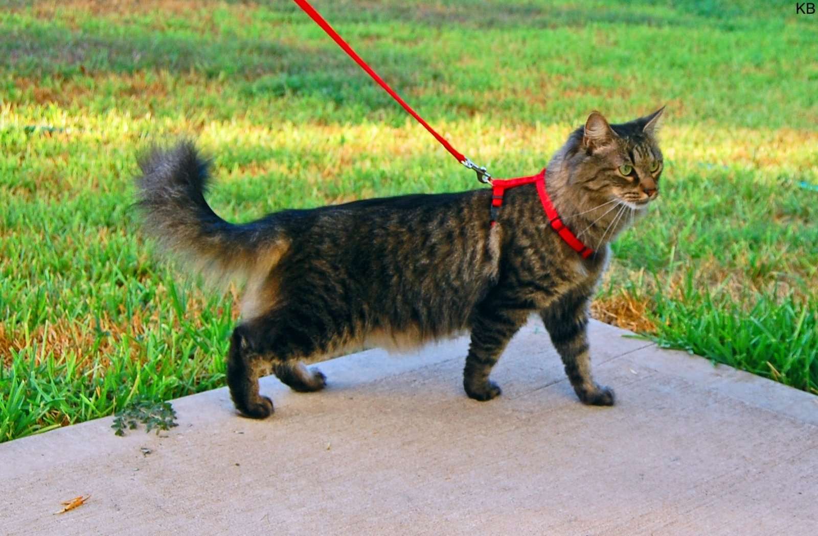 stop walking your cat on a lead rspca tells pet owners