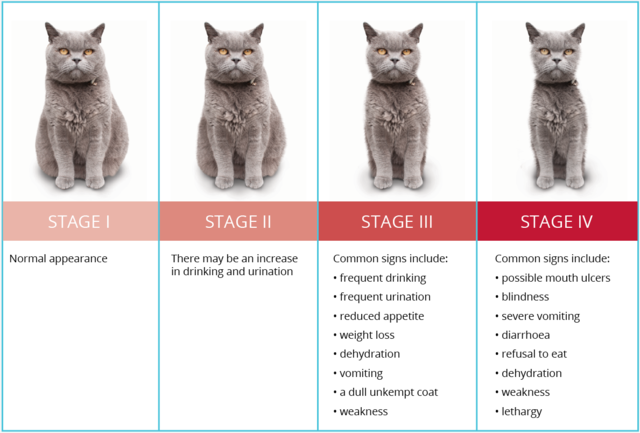 symptoms of cat renal failure